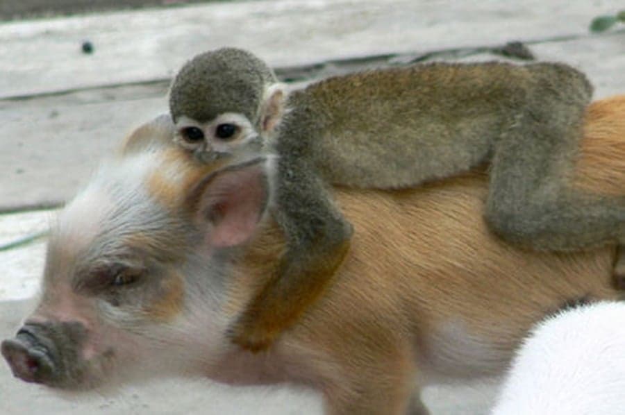 Hold On Tight There Now…Animals Riding On Other Animals