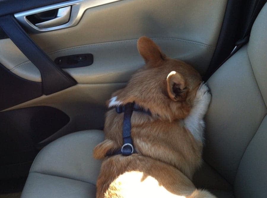 PICTURE: Sulking In The Corner… Who Knew Dogs Could Pout Too?