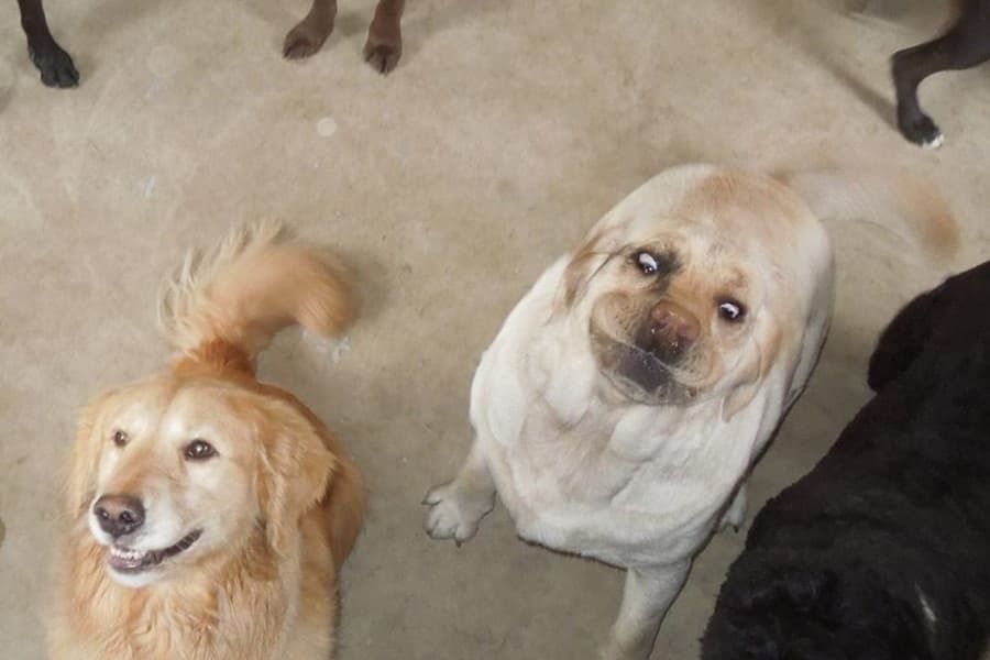 “I’m Ready For My Close-Up!” Dog Tries To Strike A Pose & Fails Miserably…