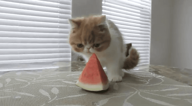 VIDEO: Flat Faced Kitten Gets A Sweet Treat