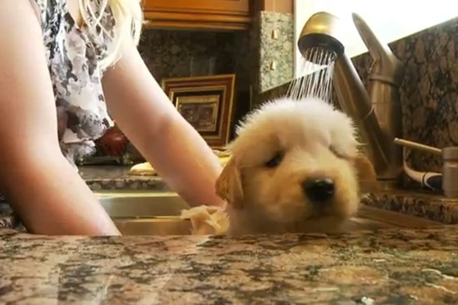 Little Puppy Gets A Bath: Hates It. Then Loves It.