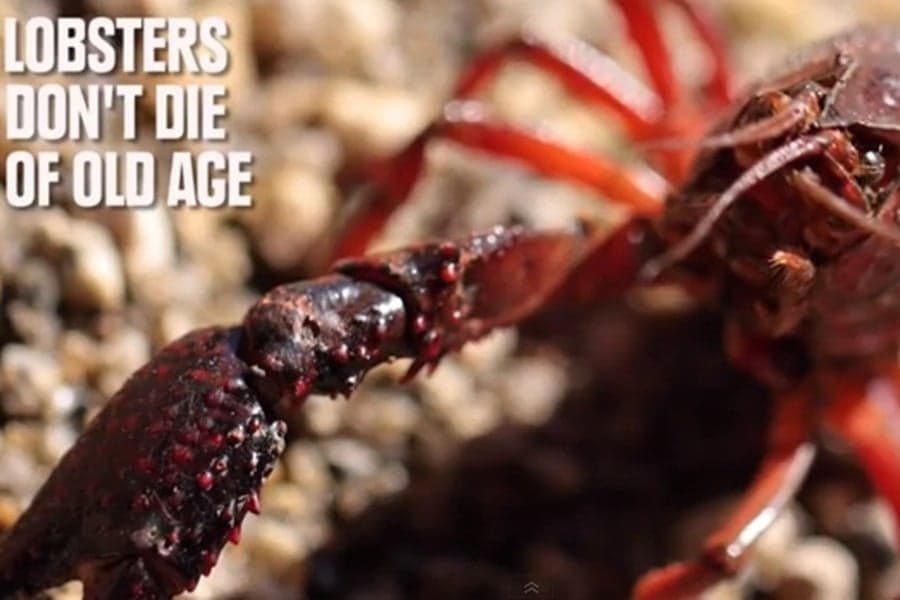 Immortal Lobsters & Unbreakable Eggs: The Unbelievable Facts That Are Actually True