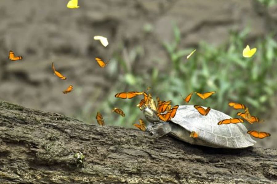 Does Anyone Have A Tissue? Incredible Image Of Butterflies Wiping Away A Turtle’s Tears