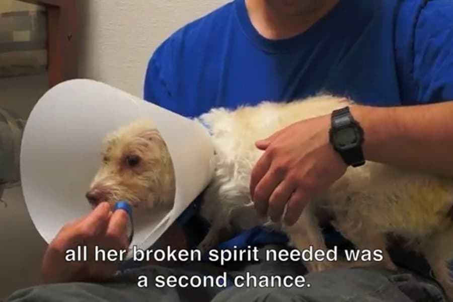 “All She Needed Was A Second Chance” Heart-Breaking Video Of Adorable Rescue Puppy Goes Viral