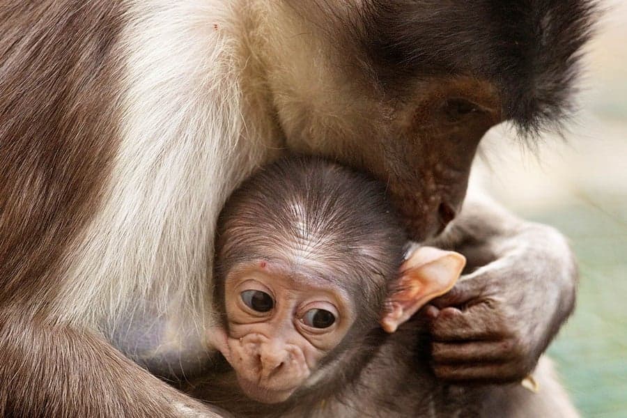 Monkey Business: Dublin Zoo Welcome Two New Arrivals