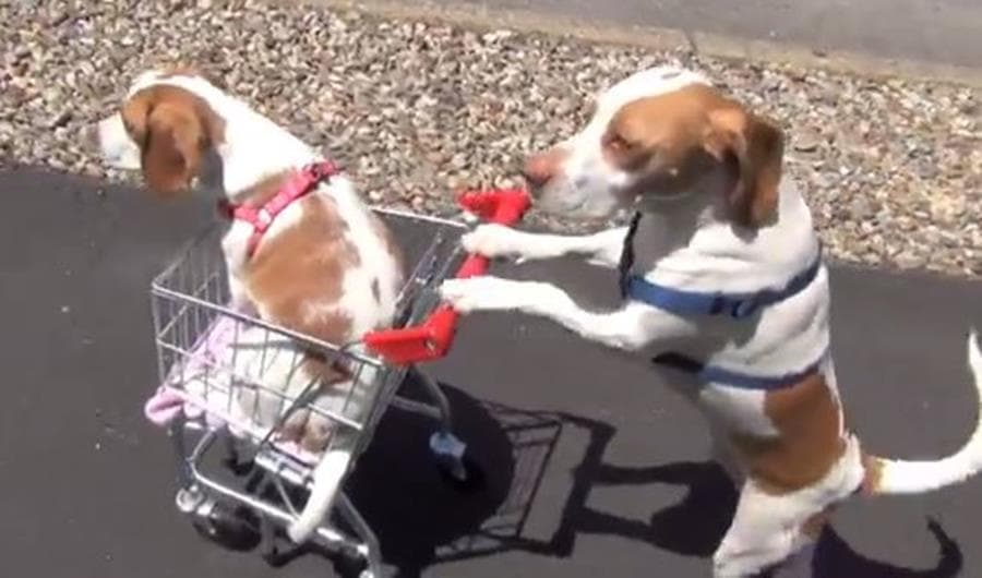 VIDEO: Dog Becomes Internet Hit After Pushing Puppy Around In Shopping Trolley