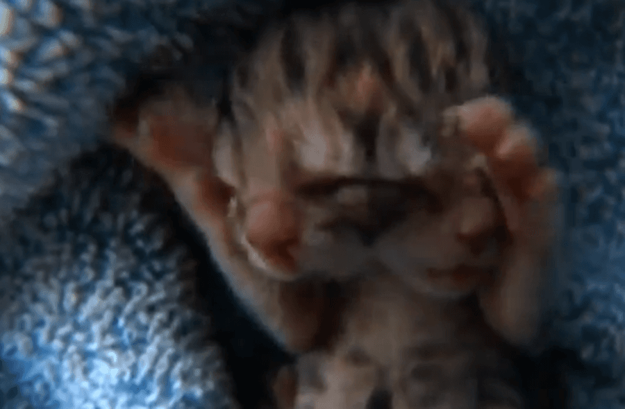 Two-Faced Kitten Rejected By Mother