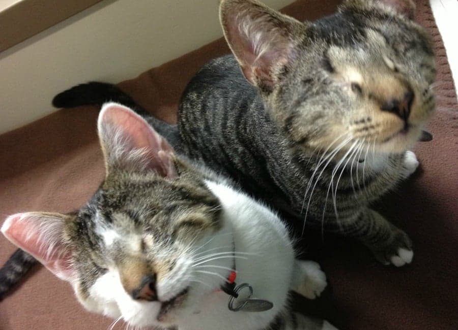 Meet Bacon And Eggs… Two Eyeless Kittens Who Just Got Adopted