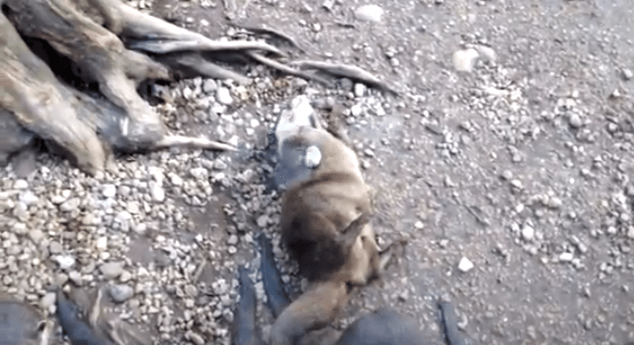 VIDEO: Always Wanted To See An Otter Juggling? Well, Now You Can…