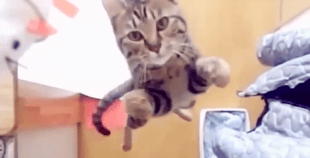 Video: Cat Laughs – Four Minutes of Laugh-Out-Loud Feline Fails