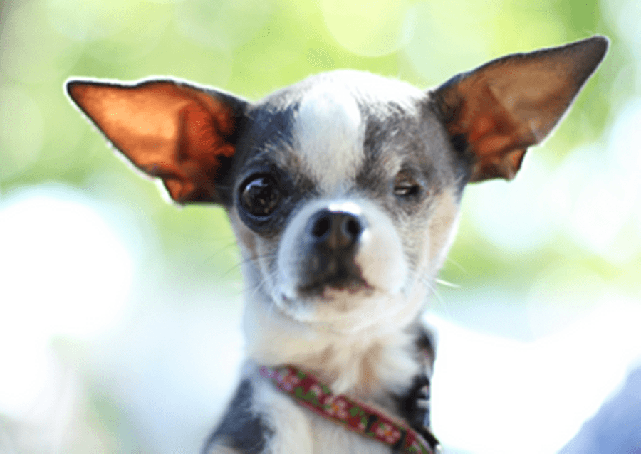 Love Of The Underdog: The World’s Ugliest Pooch Contest