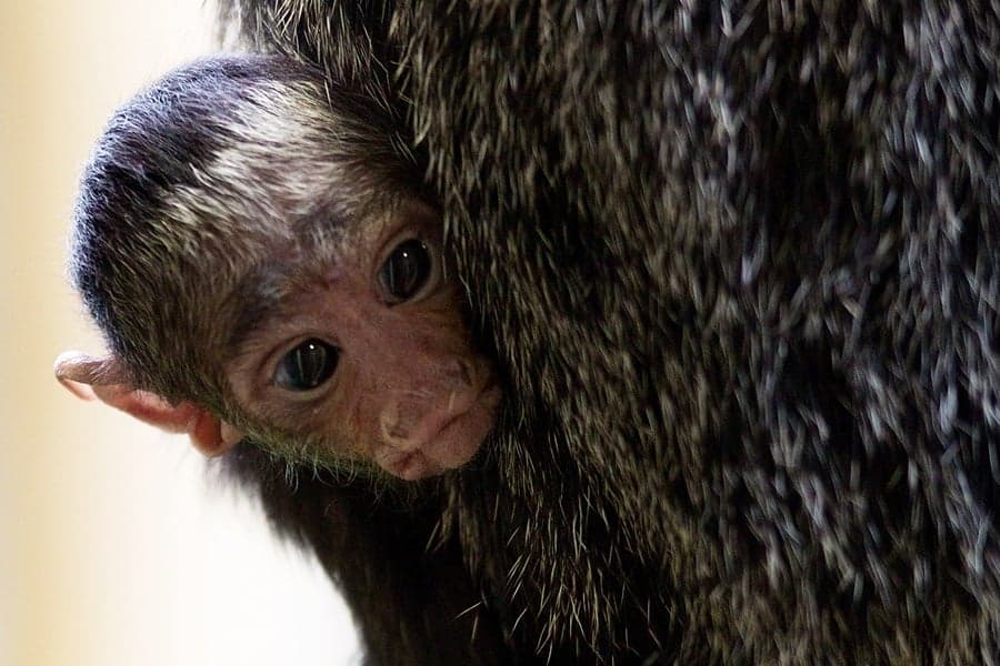 PICTURE: Dublin Zoo “Delighted” About New Arrival