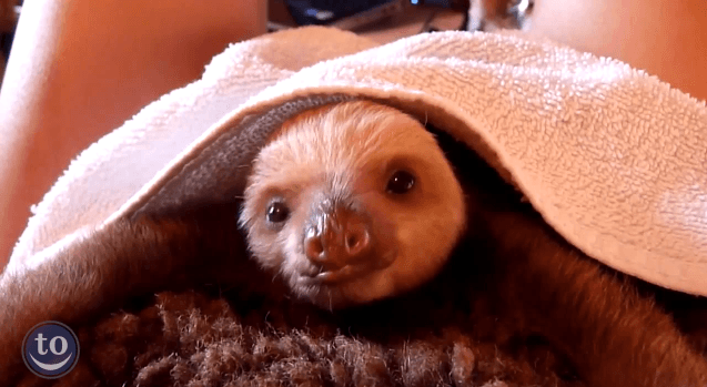 It’s Contagious But We Don’t Care: This is Officially the Cutest Compilation of Animals You’ll See Today