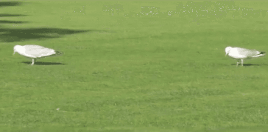 VIDEO: Trinity Seagulls Are Just MAD For The Dance