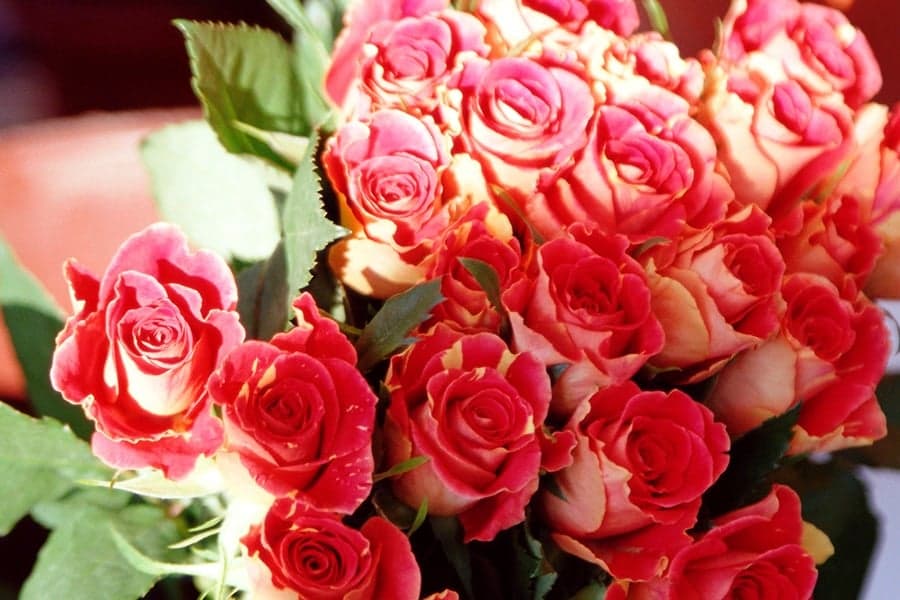 Man Gets Dumped… Then Gets Caught Stealing Roses To Win Her Back