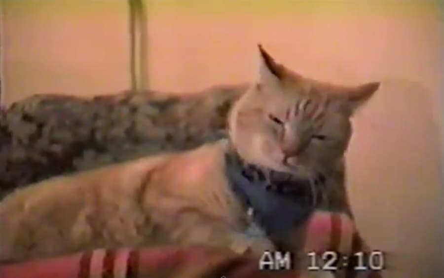 VIDEO: Your Life Is Complete – Here’s A Rockin’ N’ Rollin’ Lip Syncing Cat