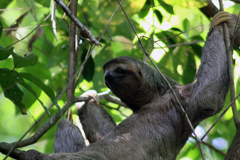 This Guy’s Got skills: Sloth Caught Playing an Imaginary Piano