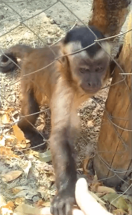 Monkey Business: Adorable Little Primate Has Fun Crunching Leaves