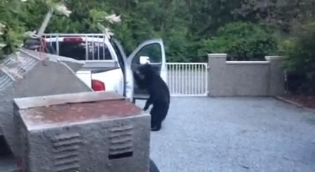 VIDEO – Bearjacked, Bear Thief Opens Car Door And Takes A Look Around