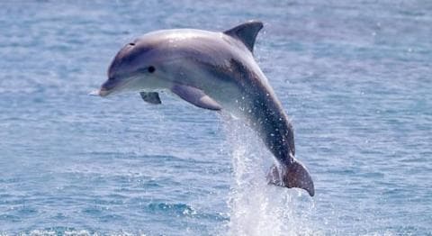 Thoughtless Beachgoers Blamed for Dolphin Death after Picking Him Up for Photo-shoot