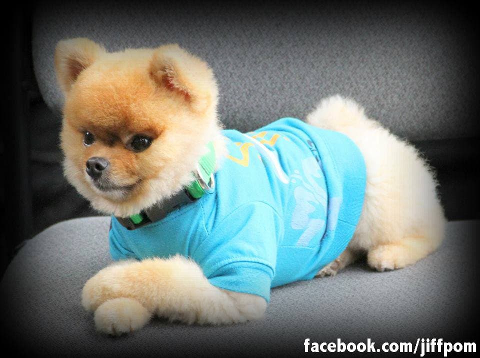 Thursday Treat: Jiff the Pomeranian Shows Off His Cute Tricks