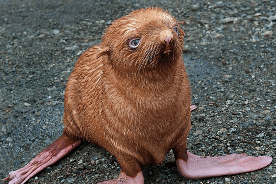 PICTURE – This Will Break Your Heart, Ginger Seal Abandoned By His Mother And Colony