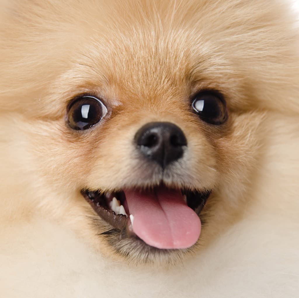 VIDEO: Just an Adorable Pomchi Puppy Eating a Watermelon