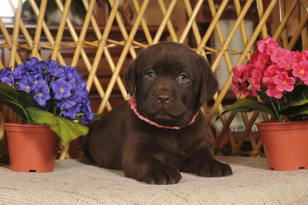 Video: Adorable Labrador Puppy Slides Down Stairs on its Tummy
