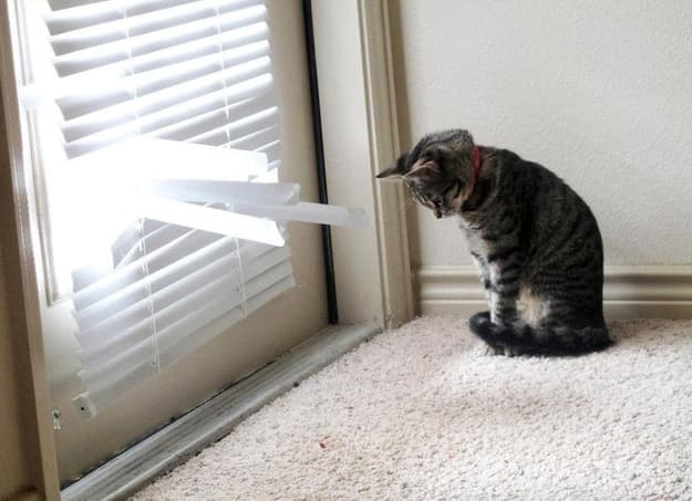How Do You Plead? GUILTY! The Guiltiest Looking Animals You’ll Ever See