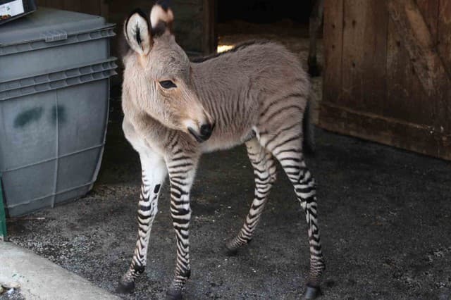 Half Donkey, Half Zebra: Meet Ippo the Adorable Baby Zonkey