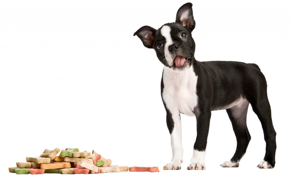 Frozen Dogurt and Mutt Muffins: The Food Cart That Sells Products Just for Your Pooches