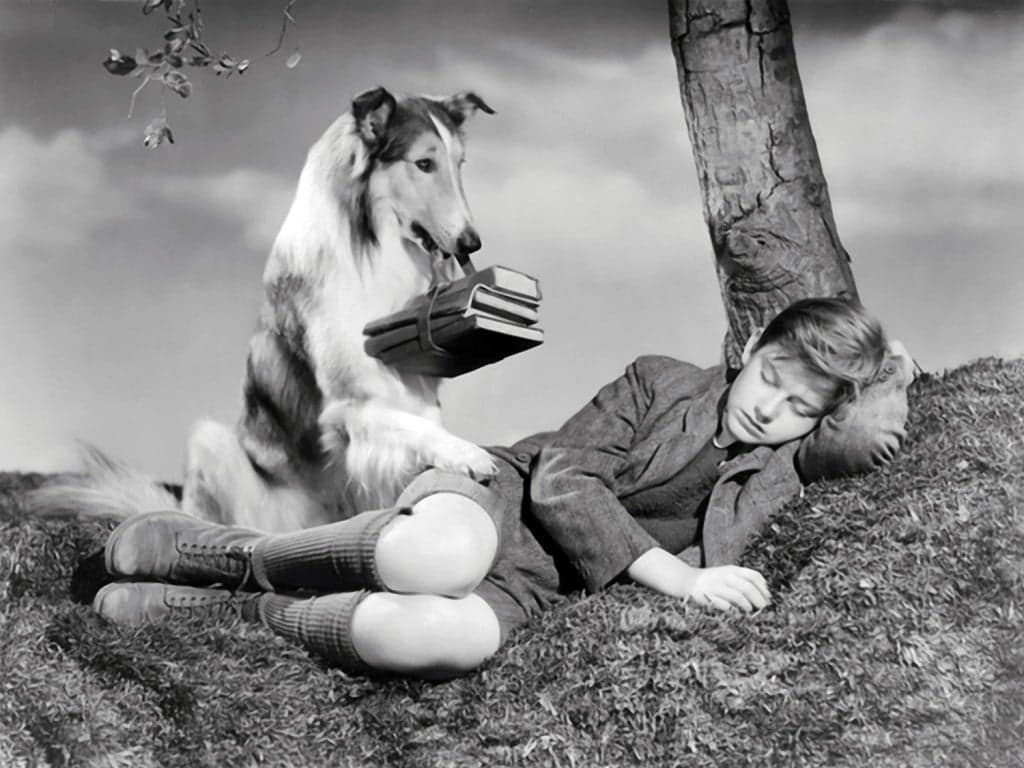 Batman, Superman, And… Lassie. This Understated Furry Superhero Is Destined For A Comeback