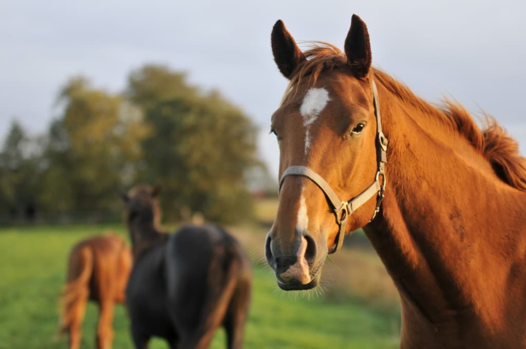 Horsing Around: Man Arrested Twice for Having Sex with the Same Horse