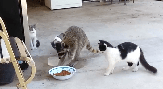 VIDEO – The Sneakiest Raccoon You’ve Ever Seen