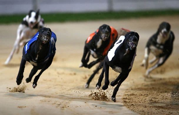 WIN! We’ve Got Tickets to an Exclusive Her.ie Greyhound Event in Galway to Give Away! [COMPETITION CLOSED]