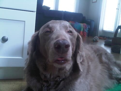 All Aboard the Sleepy Train: 9 Dogs Who Are Just Not Feeling This Whole Monday Thing