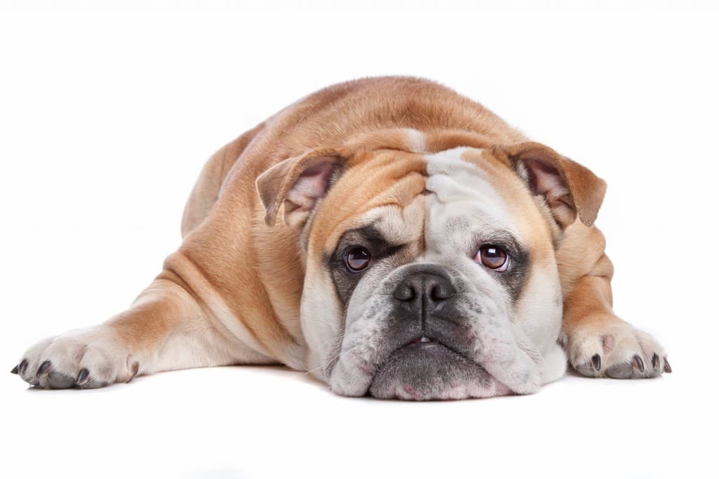 Safety First: Cranky Bulldog is Not a Fan of His New Seatbelt