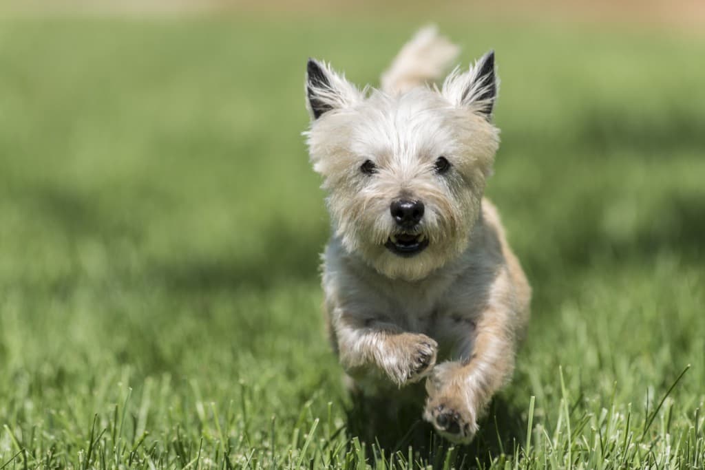 Video: Dog Keeps in Tip Top Shape Wearing One of the Most Unusual Workout Outifts