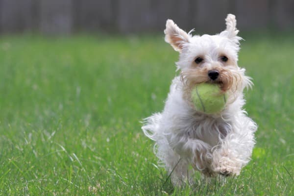 Eek… Rescued Dog Chews Off Man’s Bits While He Sleeps