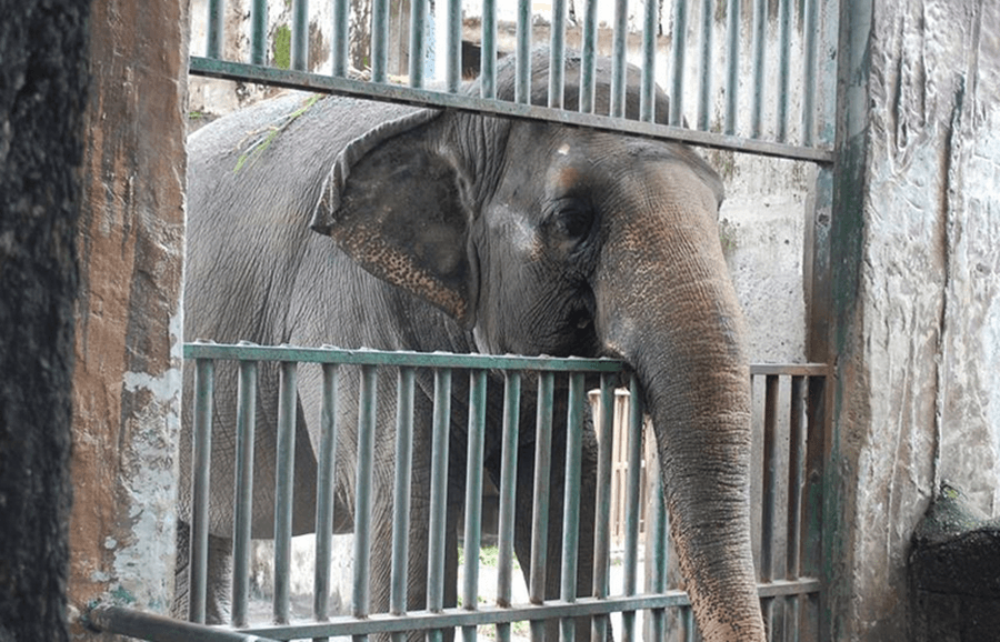 Manila Mayor Rejects Move For Lonely Elephant