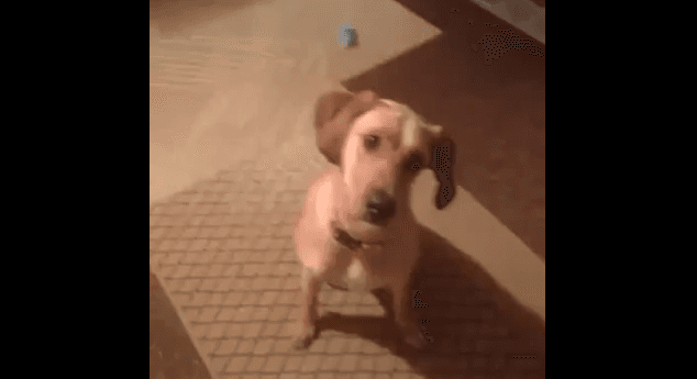 VIDEO – Now This Dog COMMITS To Playing Dead