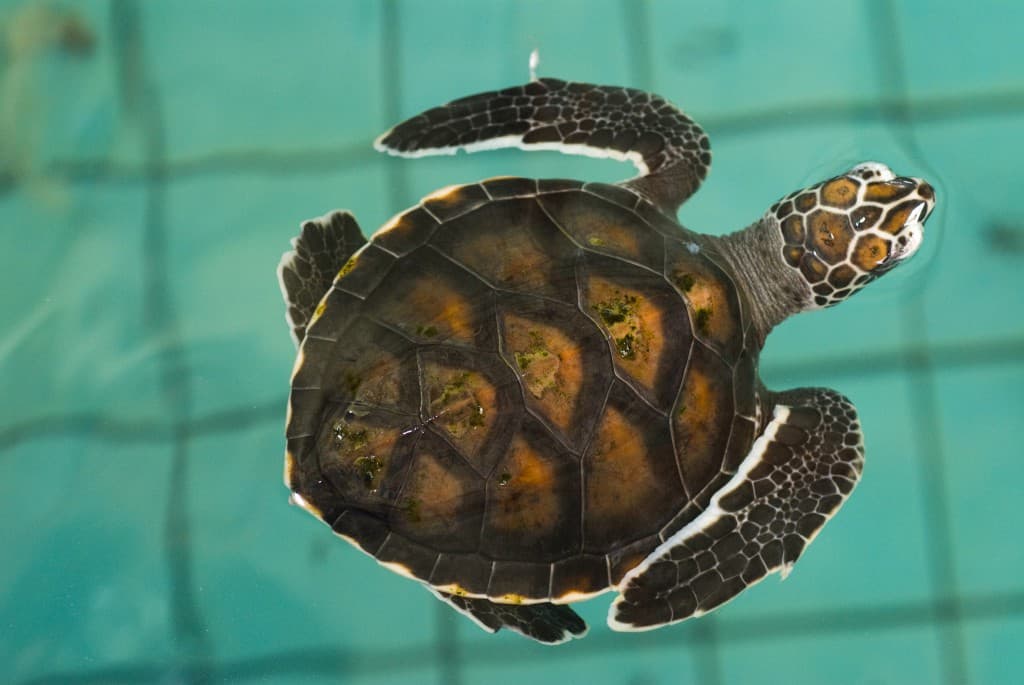 VIDEO: Wait for it… Turtle Makes a Magical Jump Into the Water