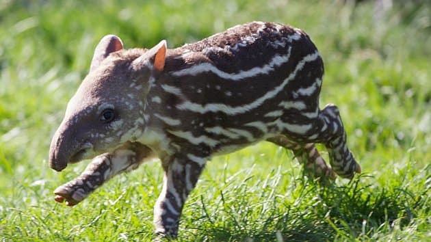 Another Cute Male Brazilian To Add To The List… At Dublin Zoo