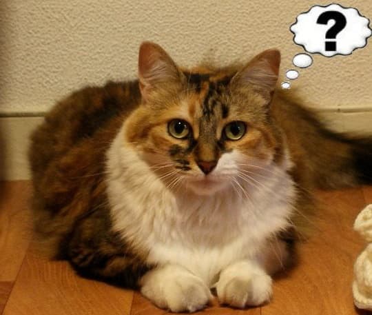 PICTURE – “Kitty Is Looking Terribly Confused” – Irish Girl Posts Adorable Photo To Facebook To Tell Friends She’s Pregnant