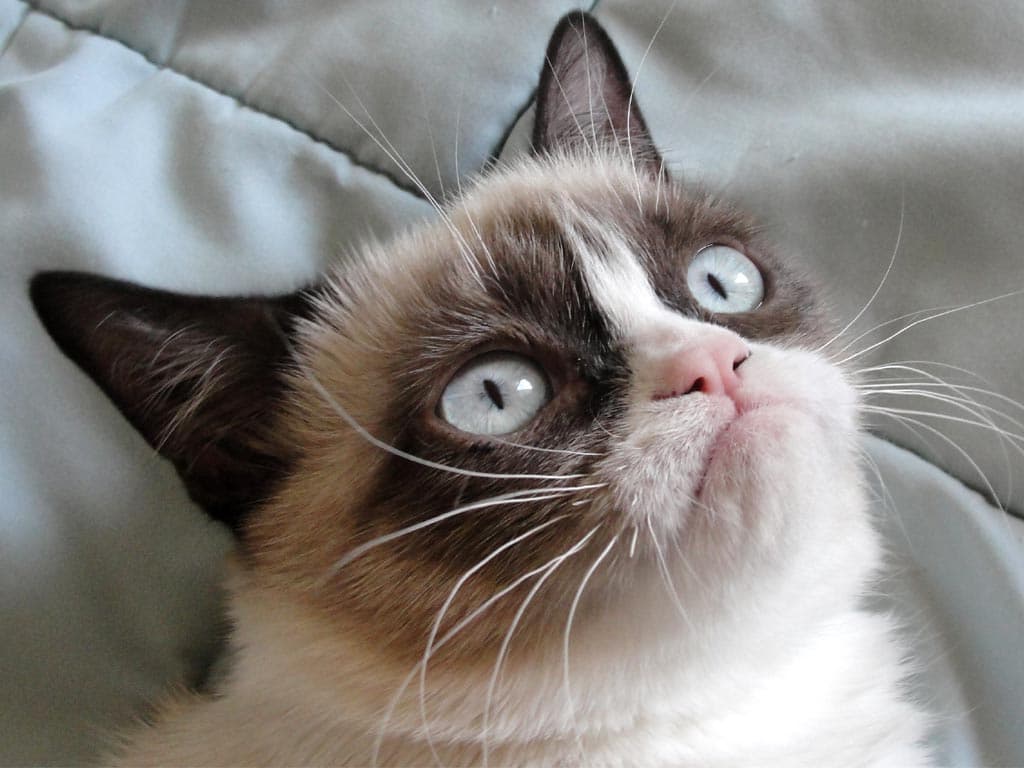 GALLERY – Why The Puss? Grumpy Cat Still Feline Miserable At Her Book Launch