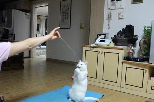 Photo: This is Possibly the Happiest Cat on Earth