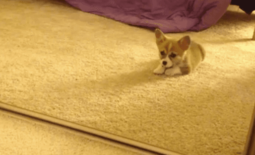 VIDEO: Corgi Puppy Sees Her Reflection for the First Time