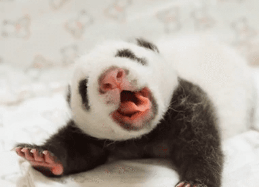 VIDEO: Giant Panda Reunited With Cub