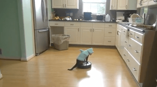 VIDEO: Cat Wearing a Shark Costume Cleans the Kitchen Floor
