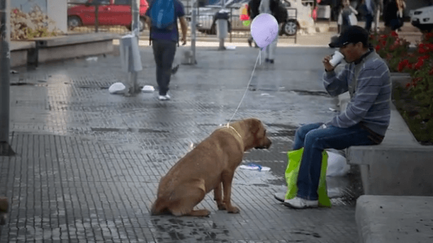 Uplifting Video: Invisible Dogs Seen For The First Time